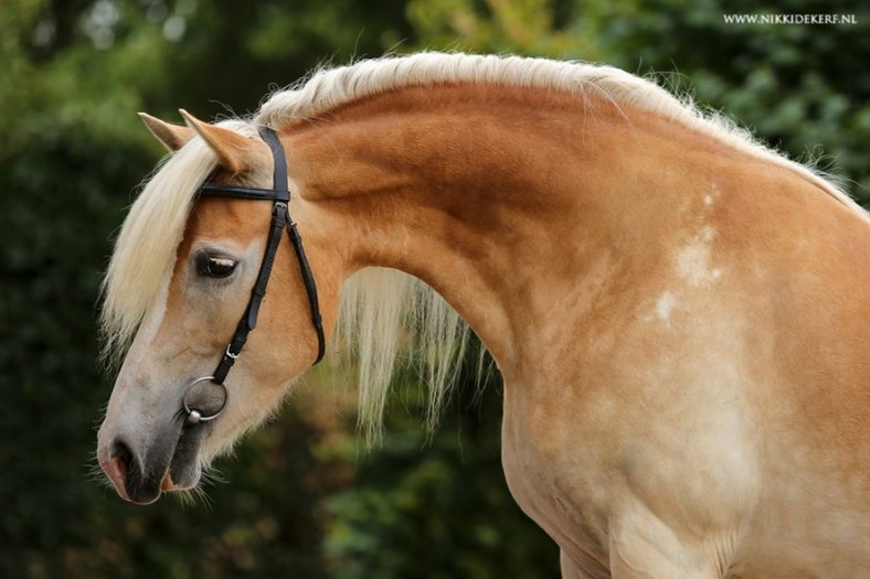 Hare Majesteit Van De Roosestee - Haflinger Stal Van De Achterduijst